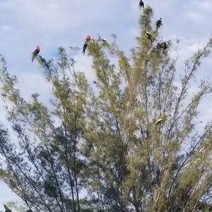 Birds on Willow